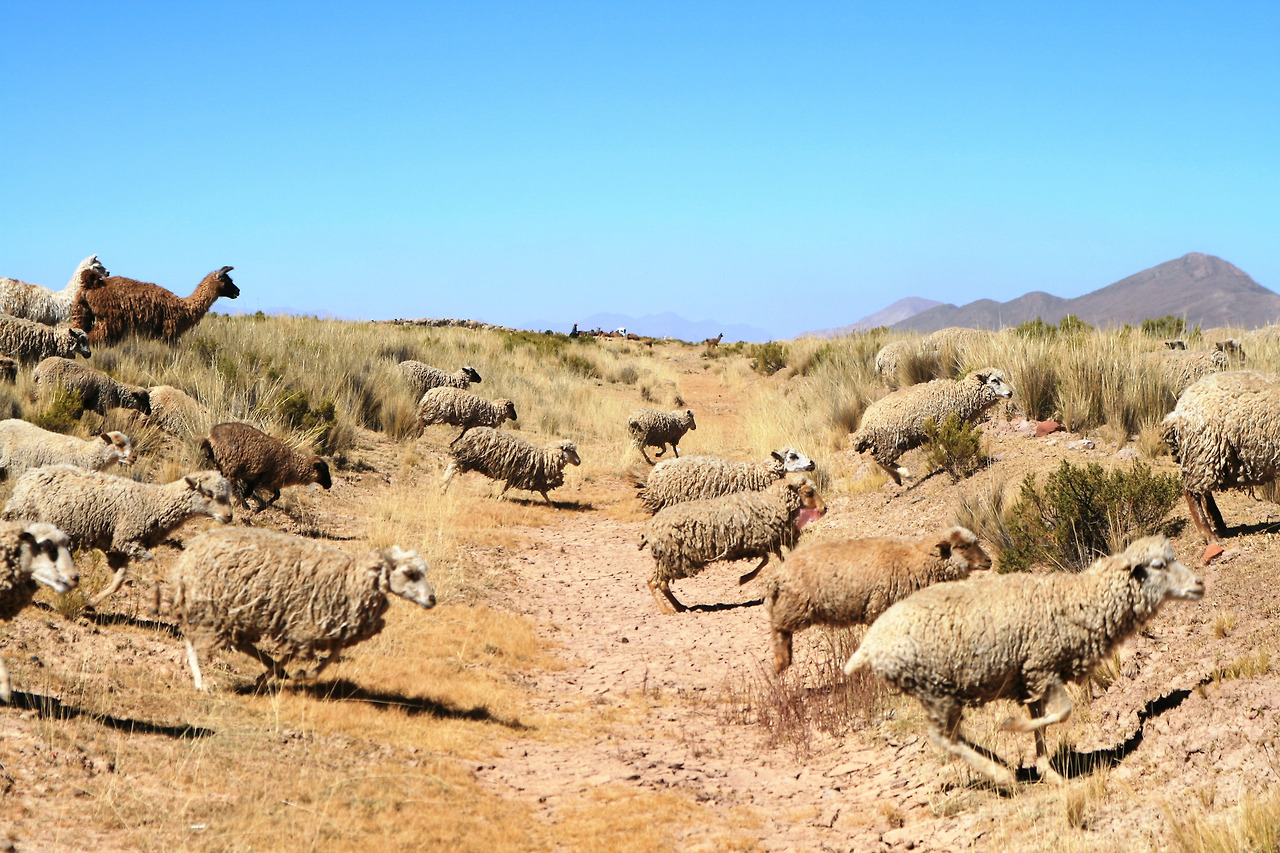 볼리비아오루로 135.jpg