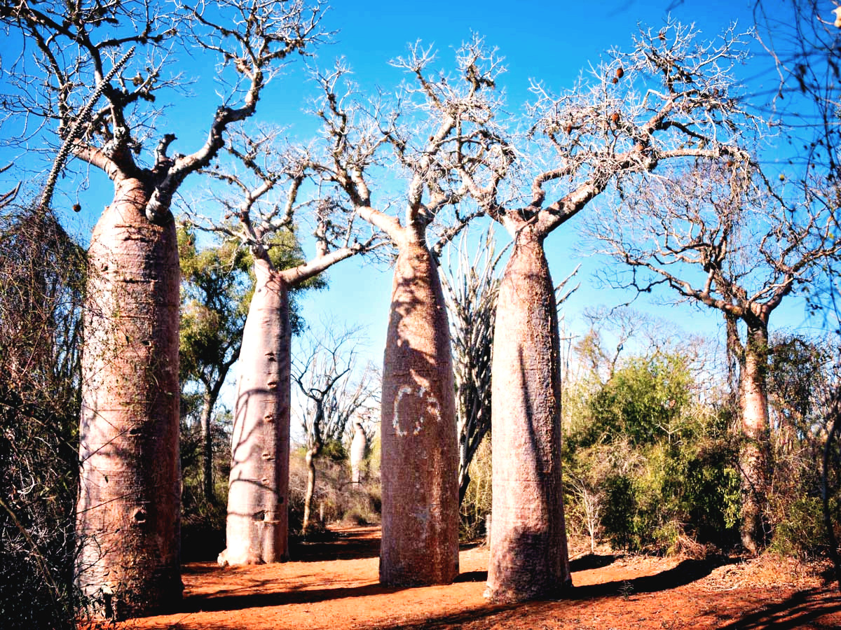 Baobabs-Madagascar.jpg