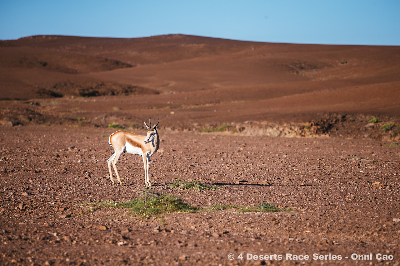 사막에서 만난 스프링벅 (1).jpg