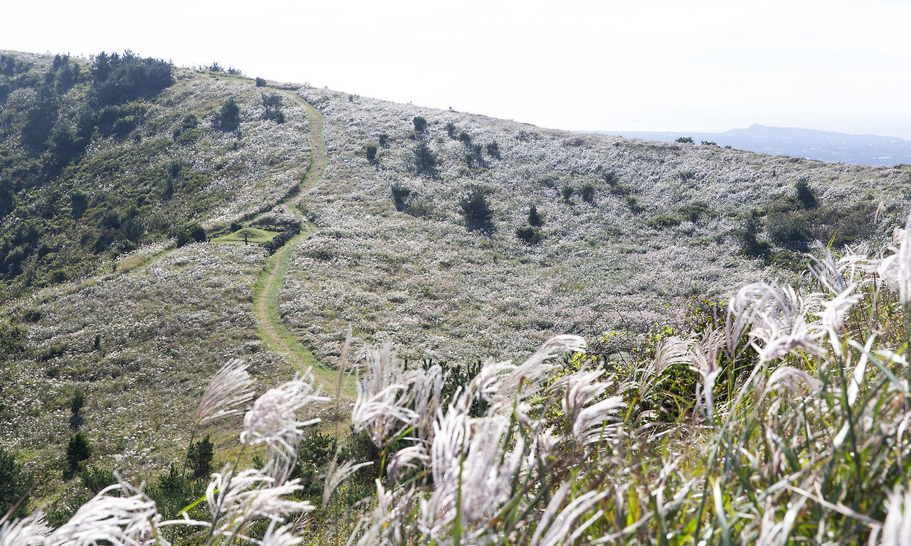 04_따라비오름 오름길과 억새4.jpg.jpg