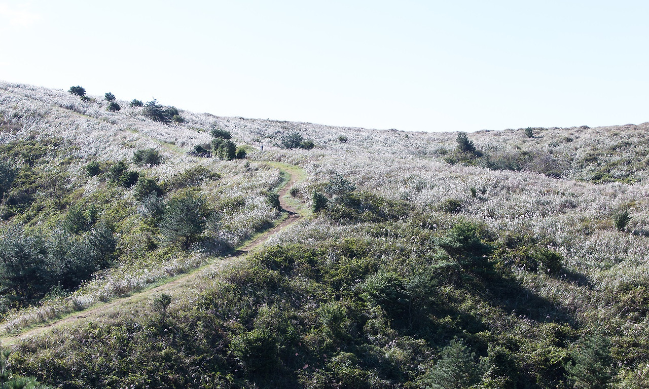 02_따라비오름 오름길과 억새2.jpg.jpg