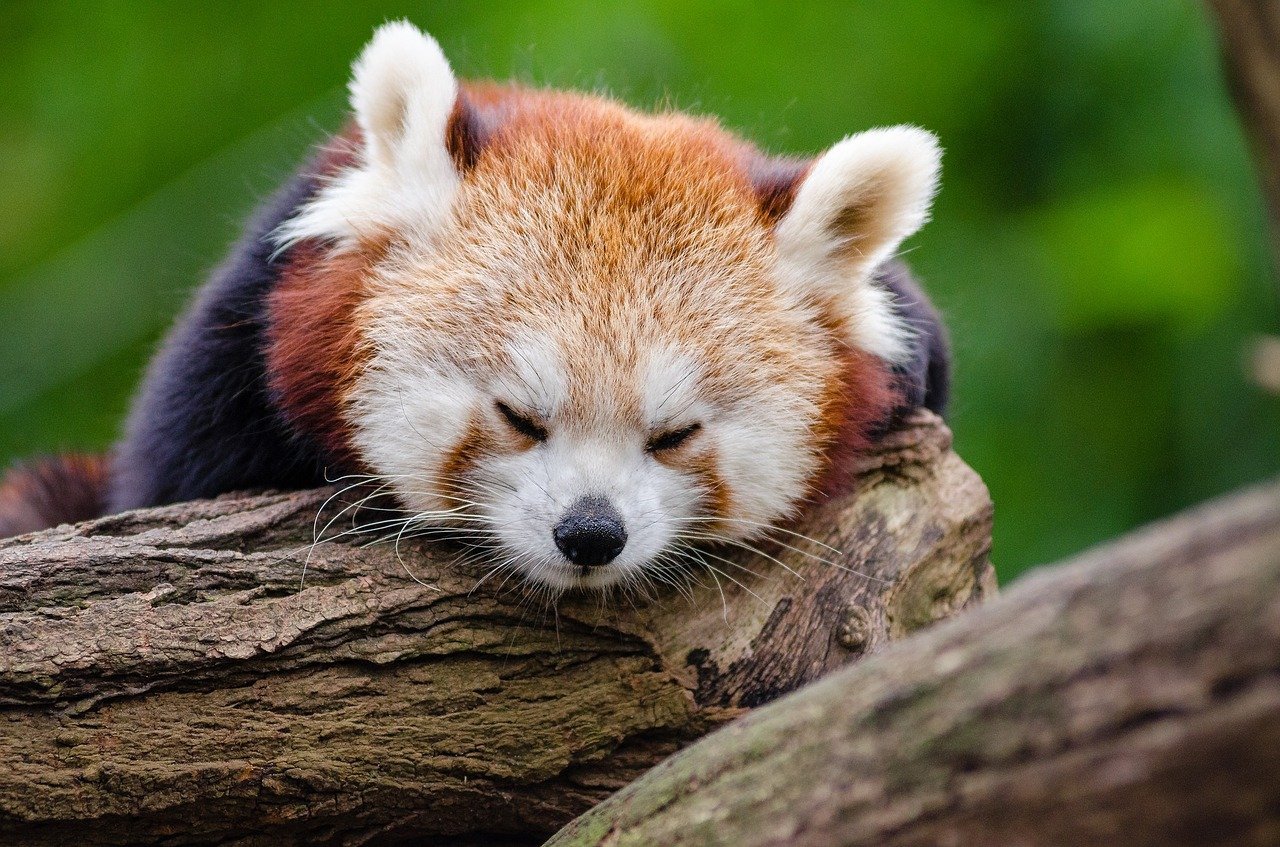 red-panda-1194504_1280.jpg