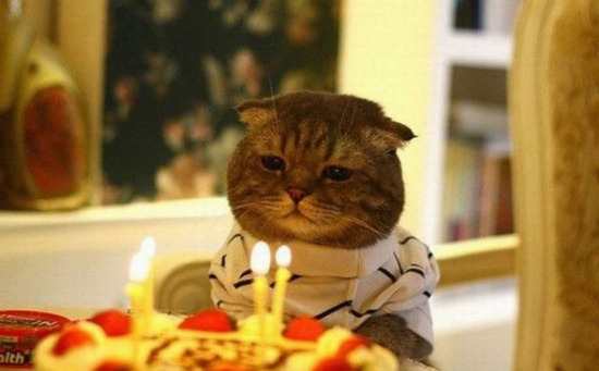 photo-de-chat-pour-anniversaire.jpg