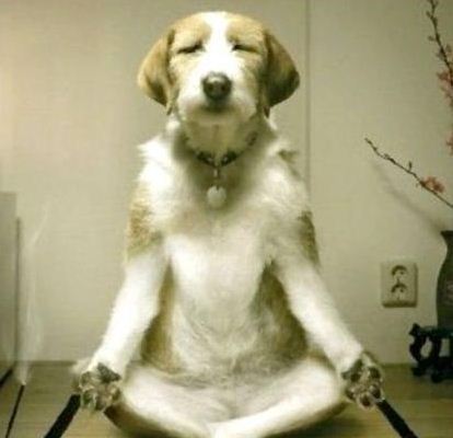 명상하는 강아지.jpg