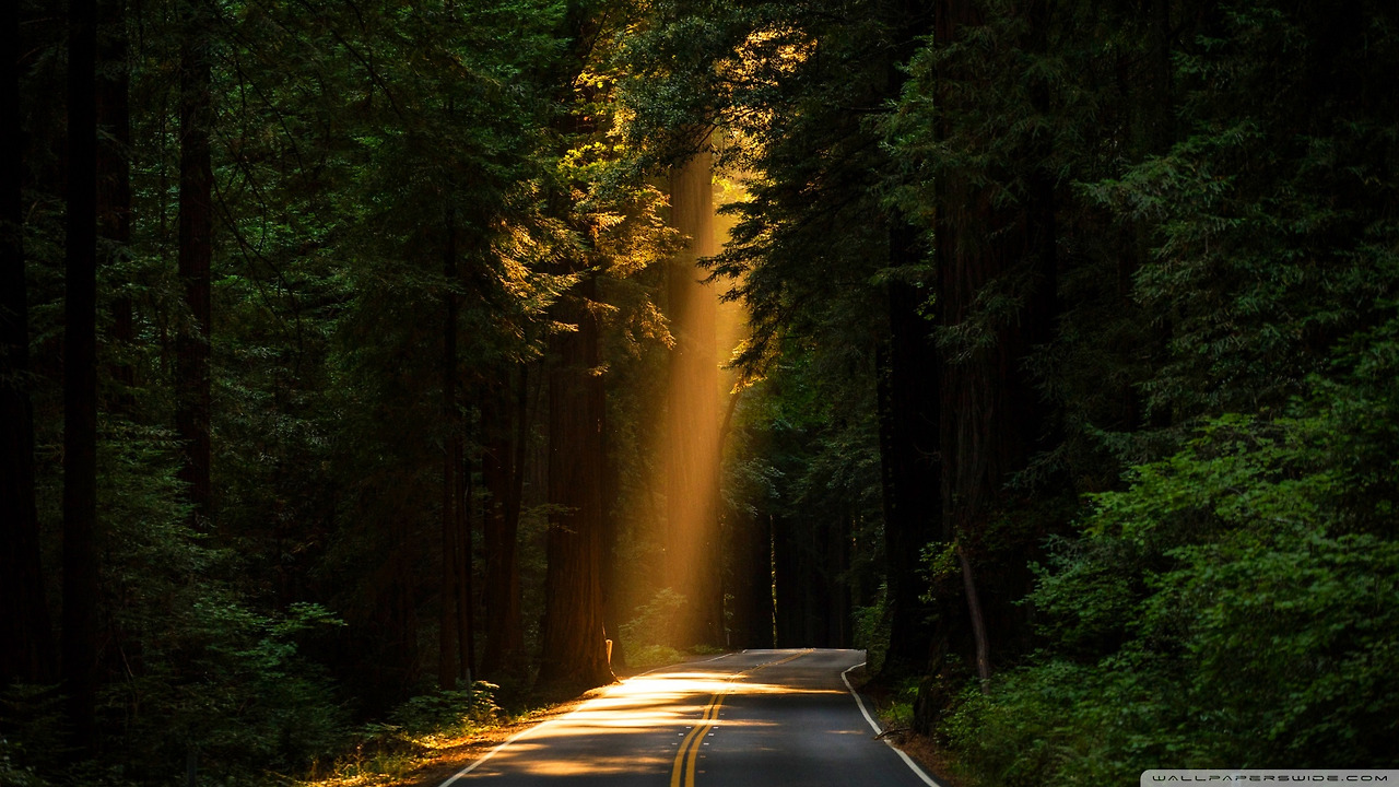 sunbeam_breaking_through_forest_canopy-wallpaper-1920x1080.jpg