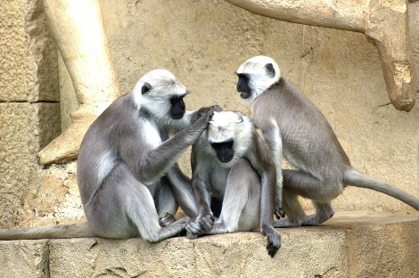 green-monkeys-112275_1280.jpg