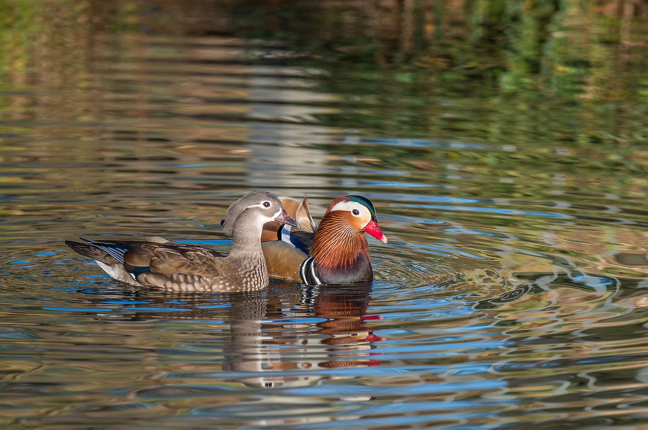 mandarin-ducks-2171881_1920.jpg