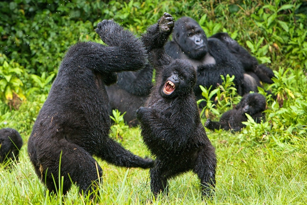 Common-reasons-why-Gorillas-fight.jpg
