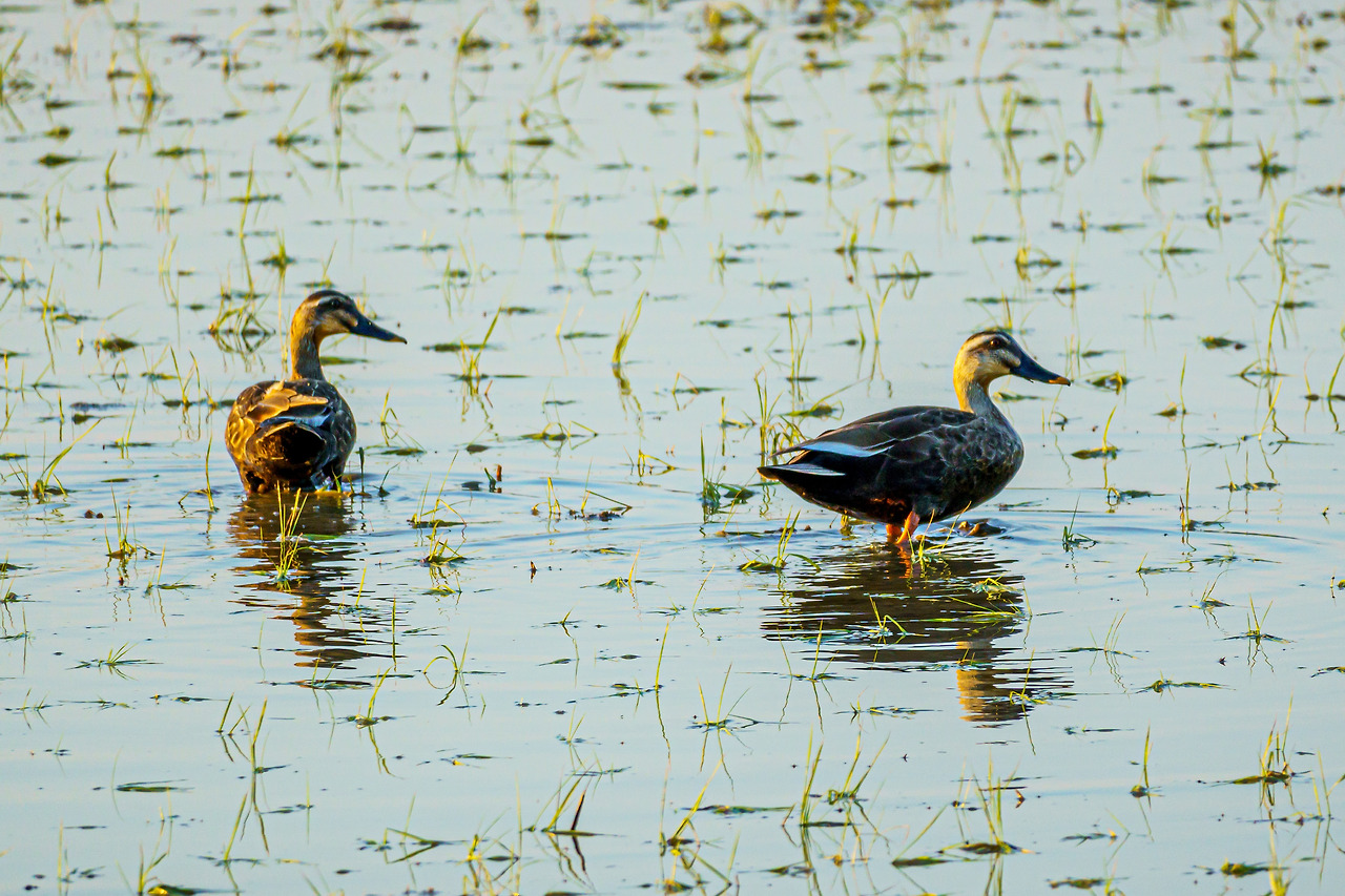 코스2 황금해안길 2-1.jpg