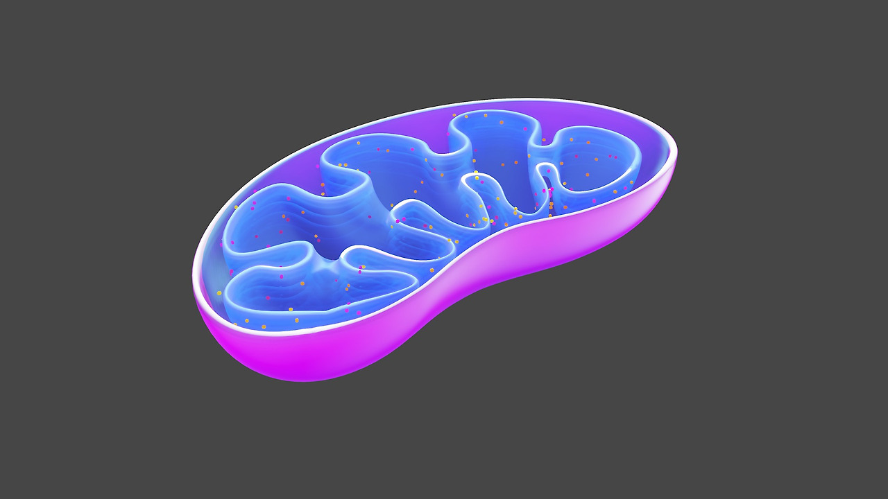 mitochondria-g5f41e8dea_1920.jpg