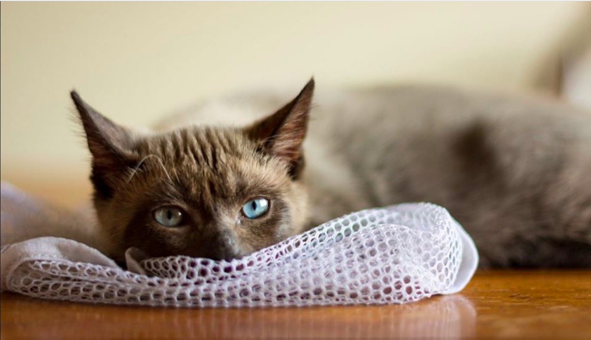 스크린샷 2020-02-09 오후 6.20.01.jpg