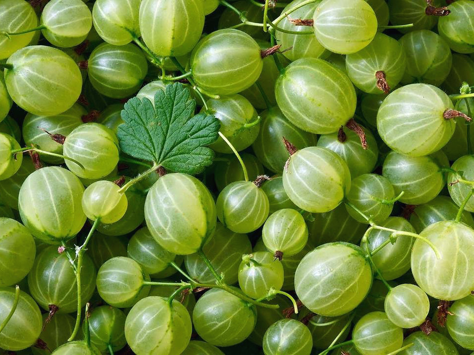 gooseberry.jpg