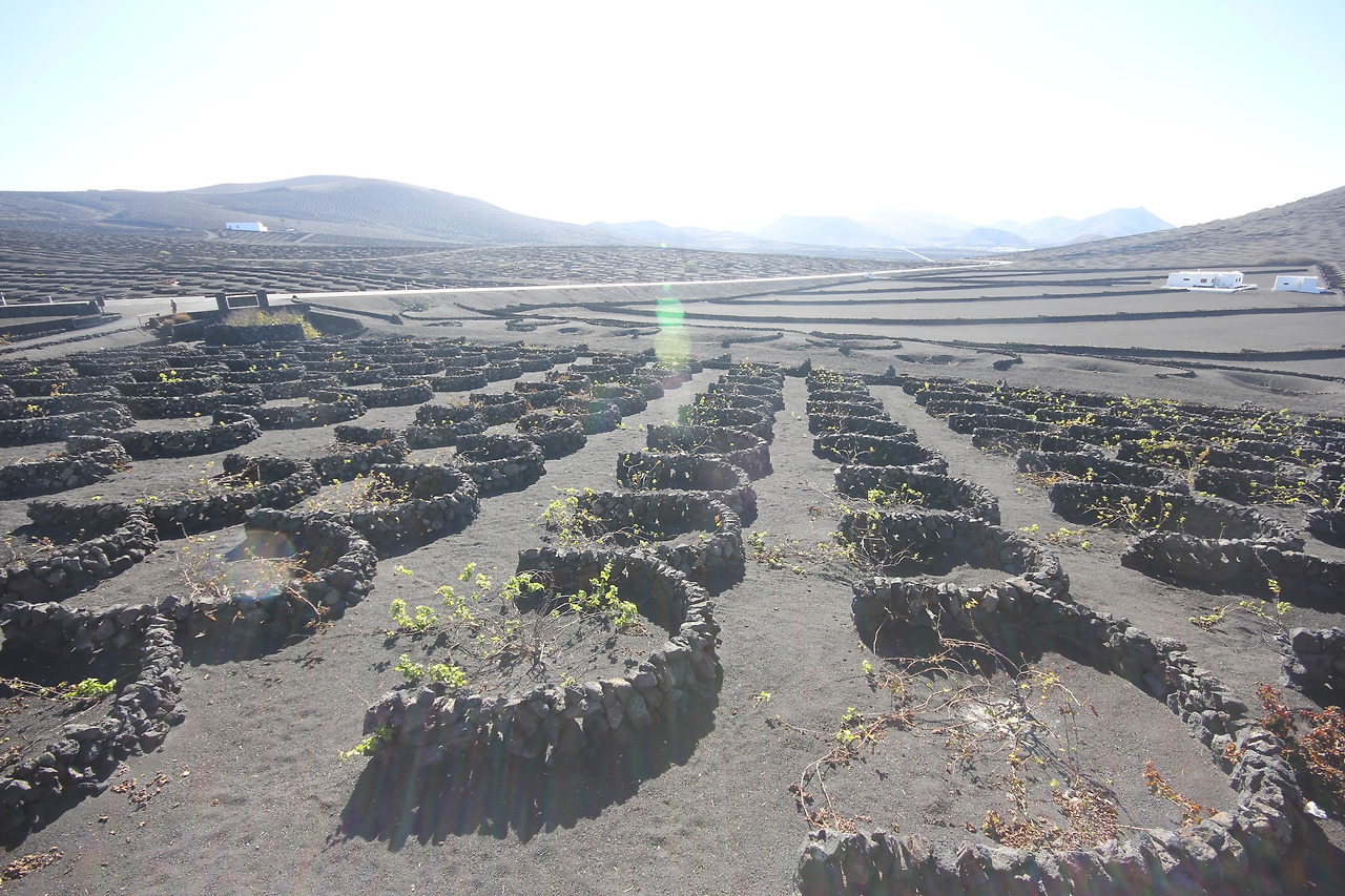 07_란사로테_포토밭 (40).jpg