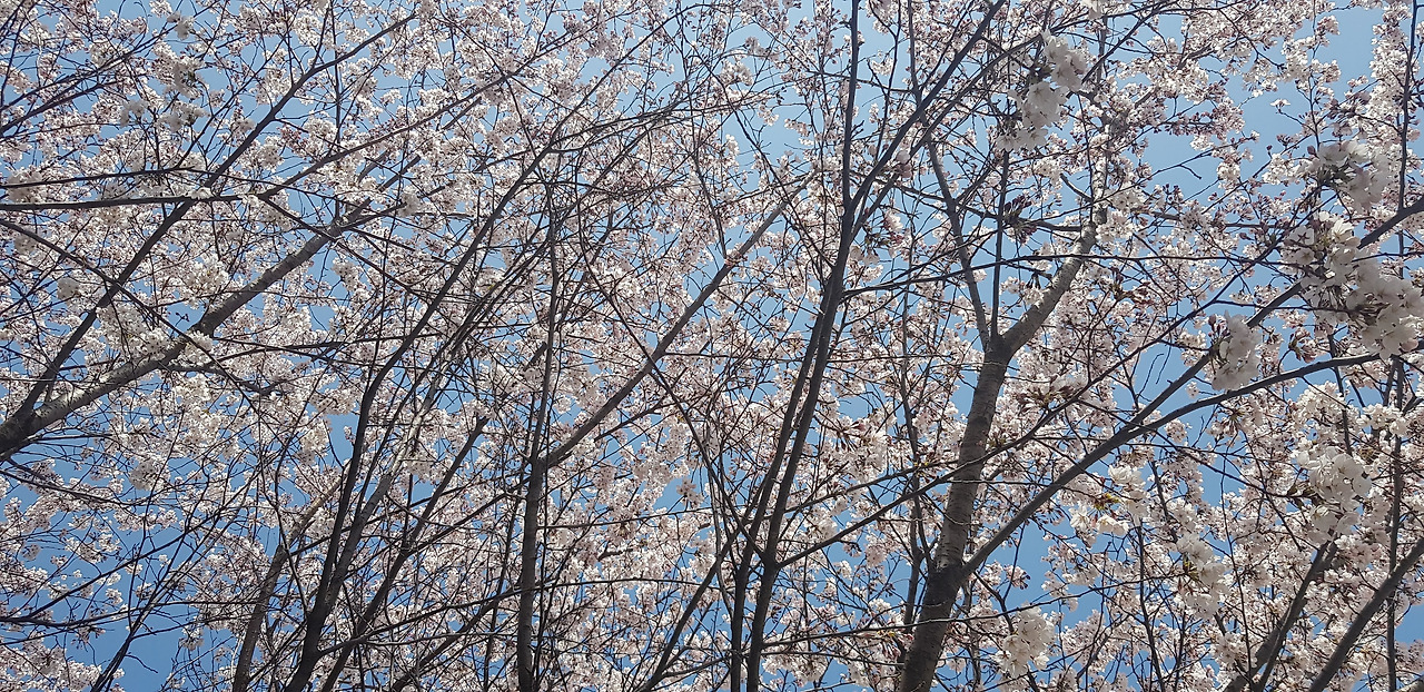 벚꽃 (1).jpg