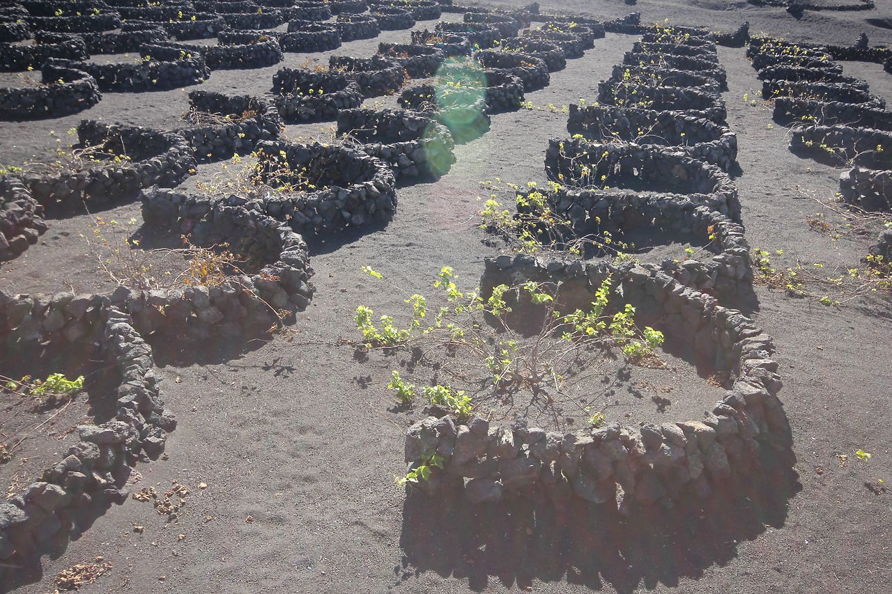 07_란사로테_포토밭 (29).jpg