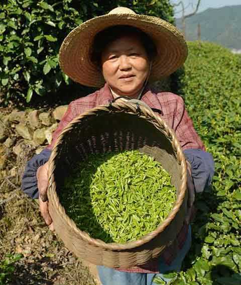 녹차8.jpg