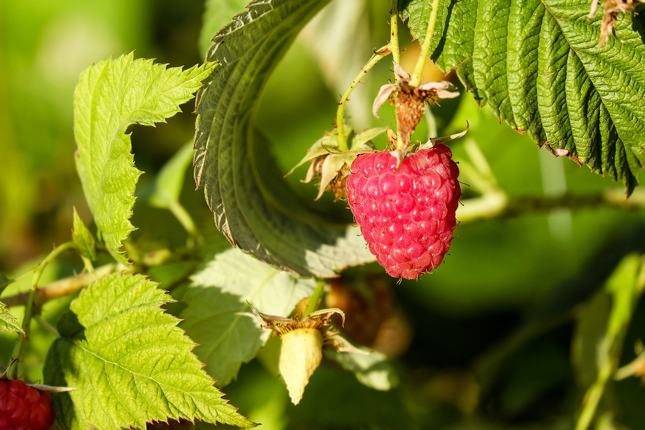 raspberries-1756784_1920.jpg