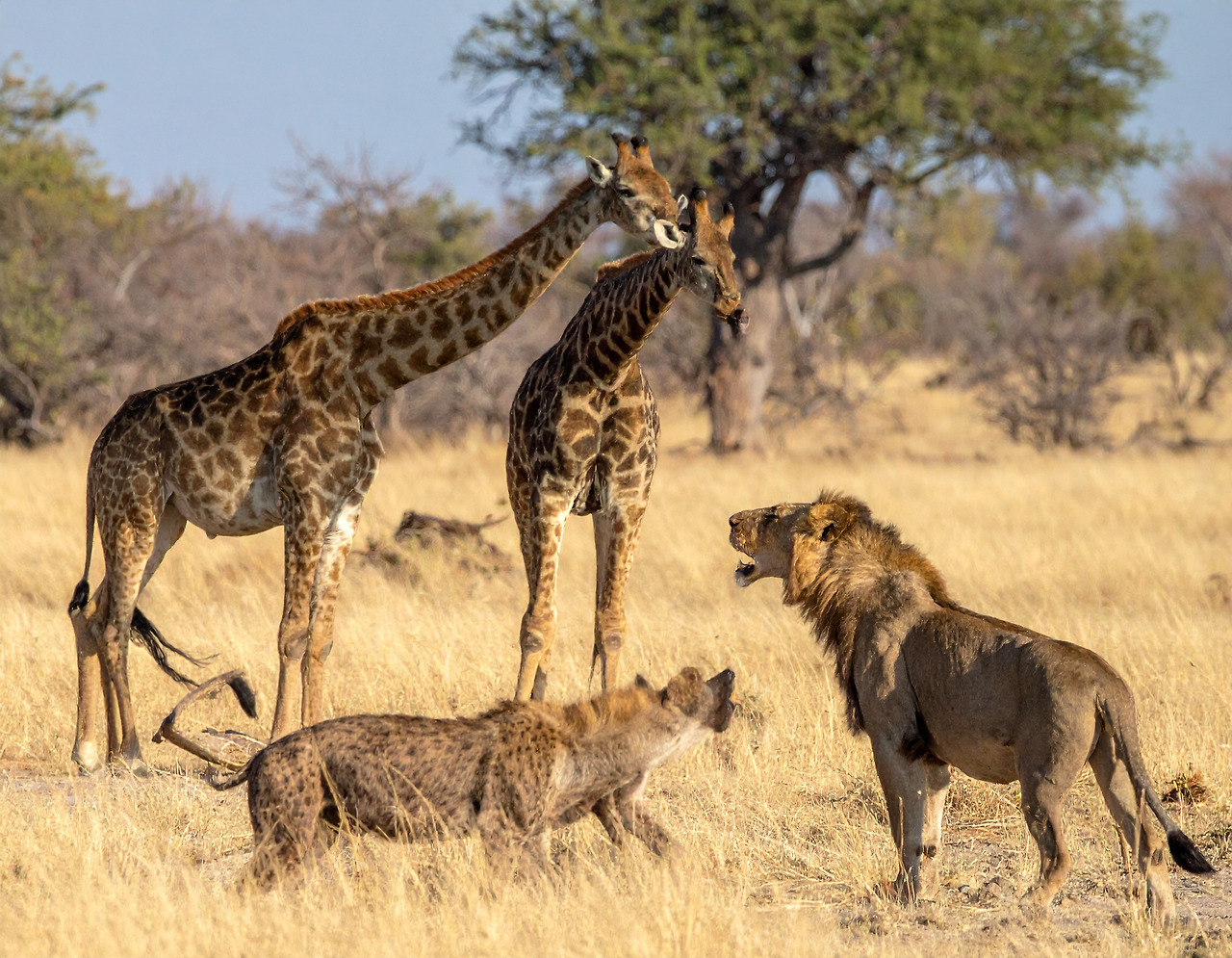 Firefly Lions and hyenas approach the giraffe and talk to it as if they are friendly. 155149.jpg