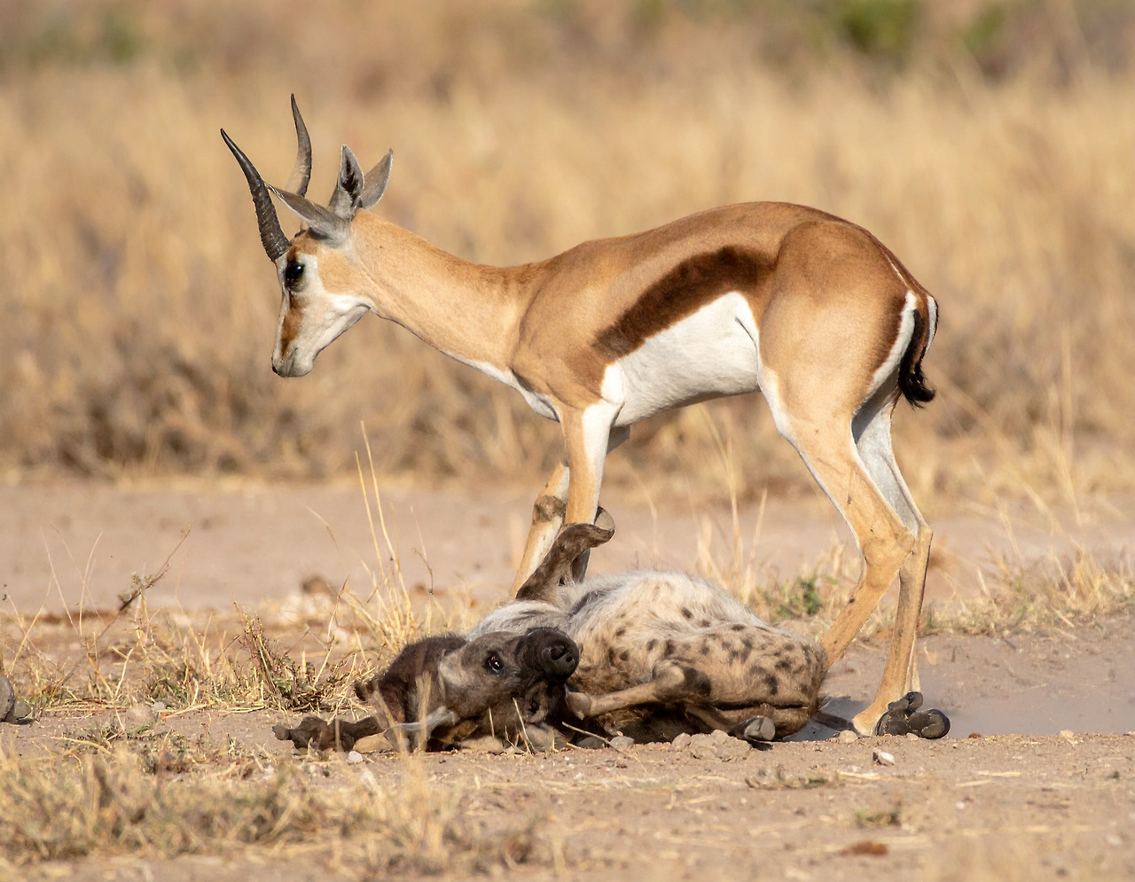 Firefly After the gazelle knocks down the hyenas, it continues to kick it from above. 27749.jpg