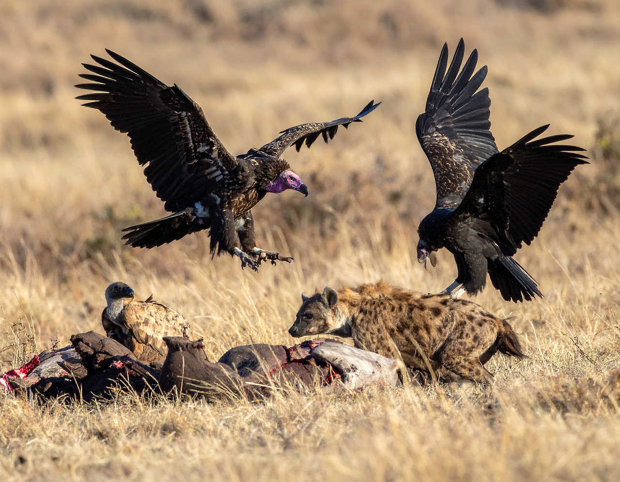 Firefly _Bald vultures and hyenas hover around rotting prey 760626.jpg