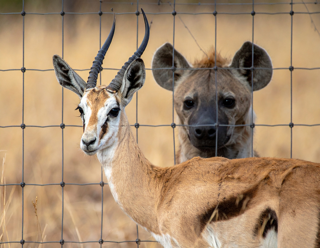 Firefly Behind the fence, a hyena is eyeing a gazelle. 648010.jpg