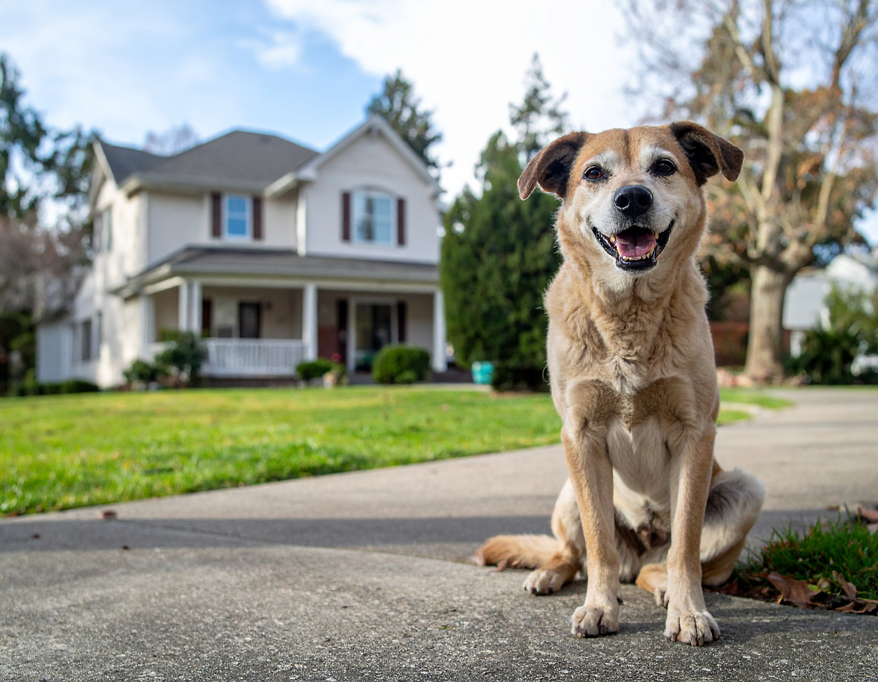 Firefly An old dog is waiting happily for someone in front of a two-story house with a yard. 363823.jpg