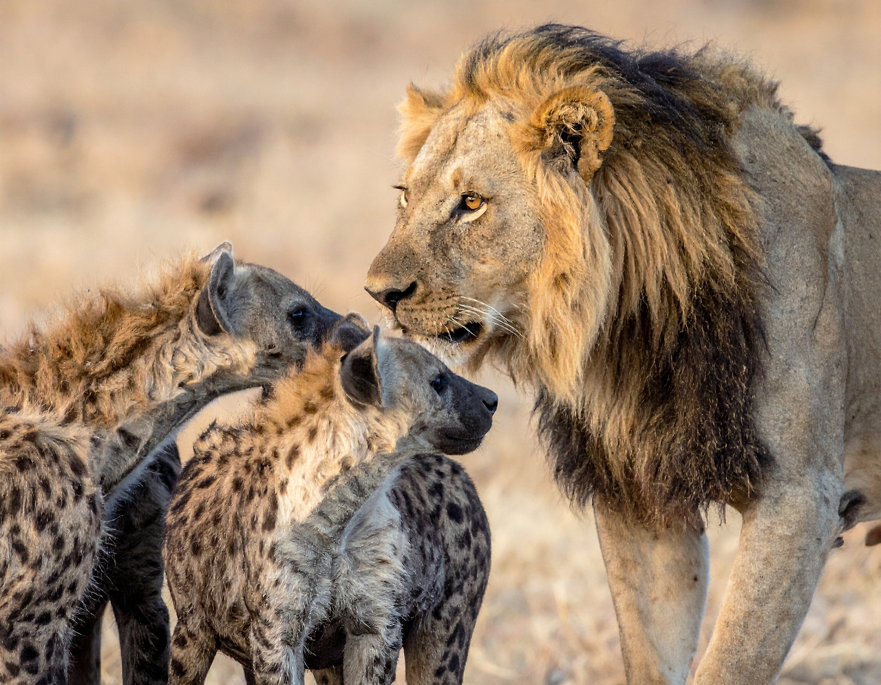 Firefly A male lion and three or four hyenas stand together, facing each other. 760626.jpg