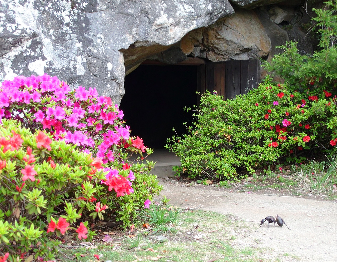 Firefly An ant is scurrying around in front of a cave where azaleas are in bloom._ 940962.jpg
