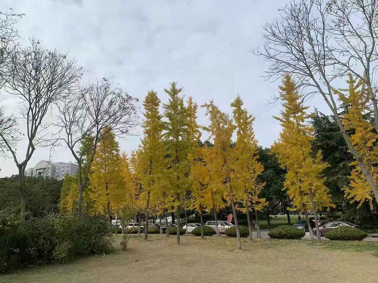 WeChat Image_20201212102514.jpg