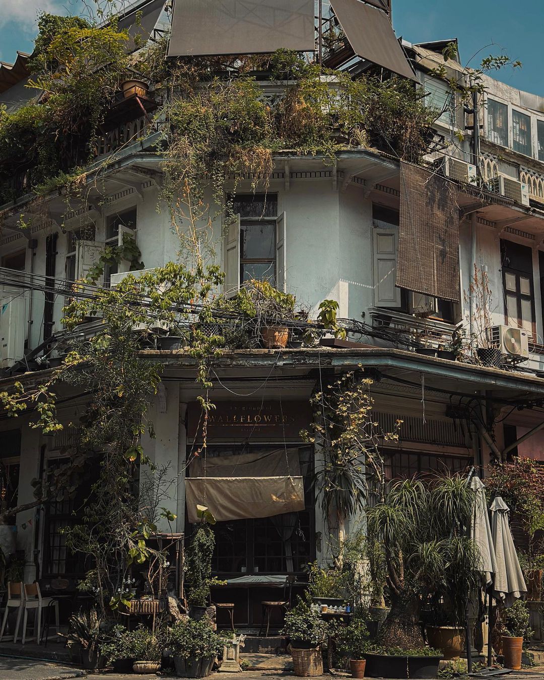 #wallflowerscafe #cafe #cafelovers #vibe #plant #treephotography #cafeoftheday #yaowarat #bangkokcafe.jpg