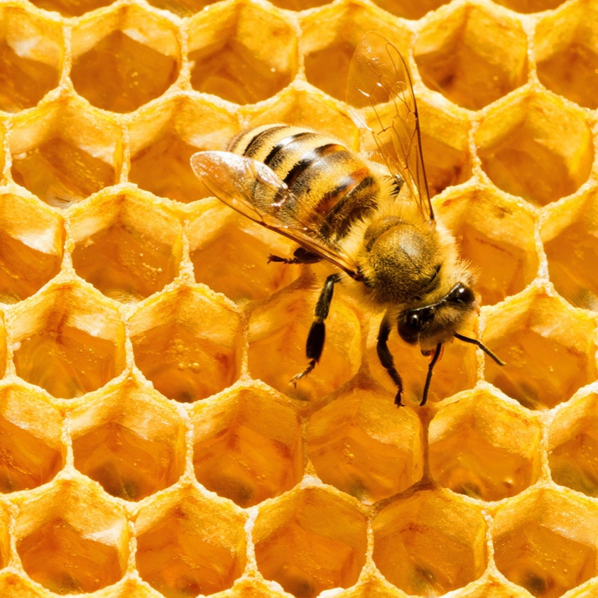 08_Honeycomb.jpg