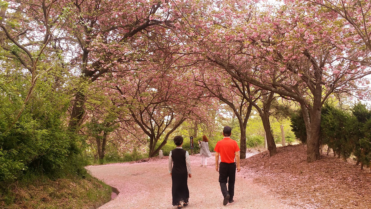 망해사 벚꽃.jpg