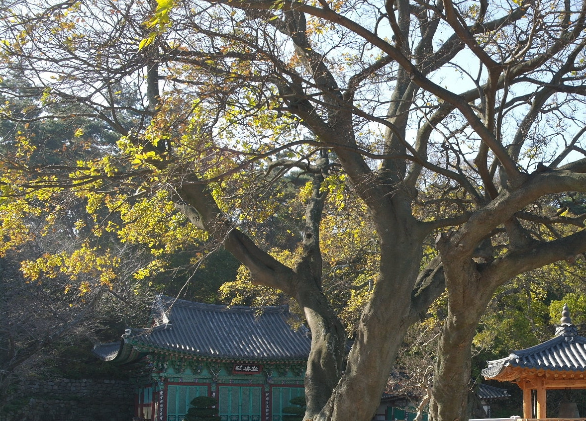 망해사 팽나무.jpg