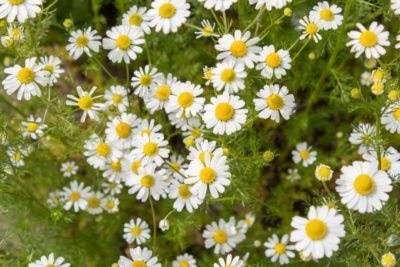 chamomile-blooms-400x267.jpg