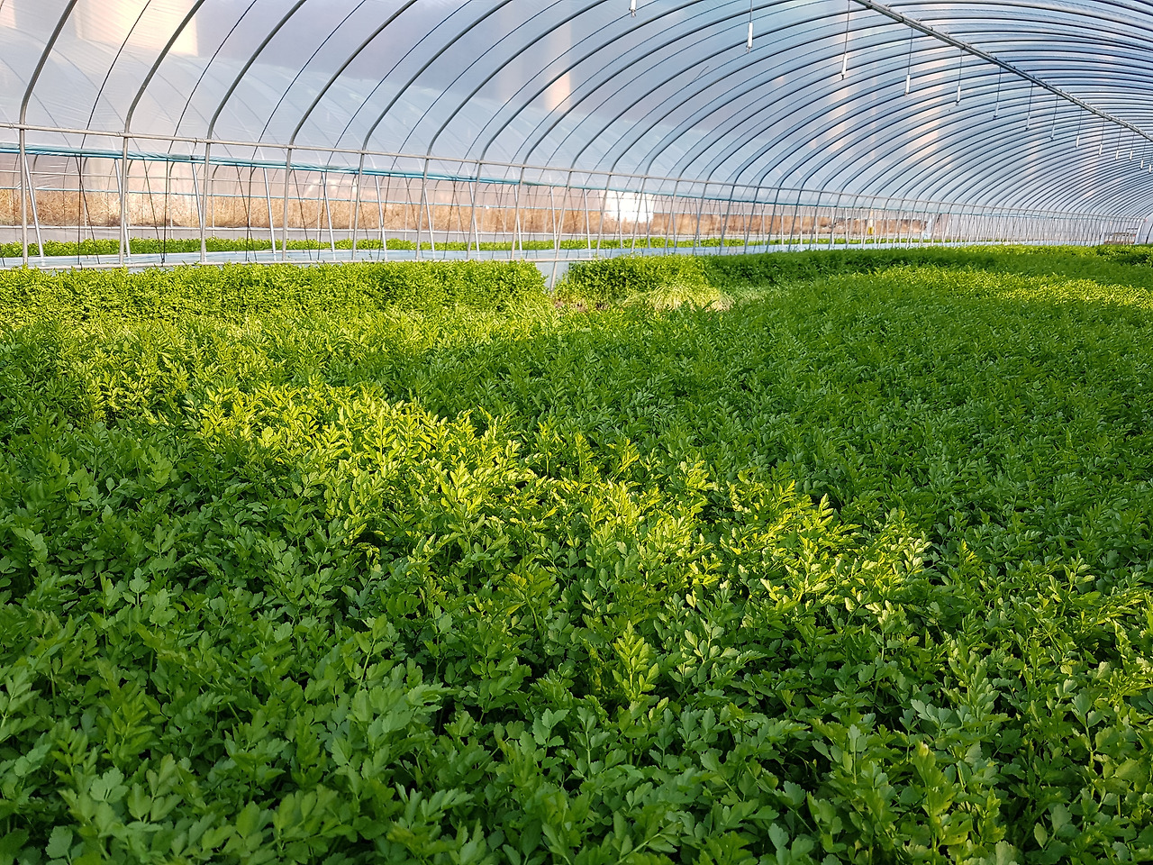 비닐하우스에서 기르고 있는 미나리..jpg