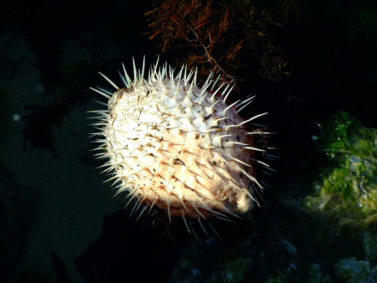 pufferfish-74950_1920.jpg