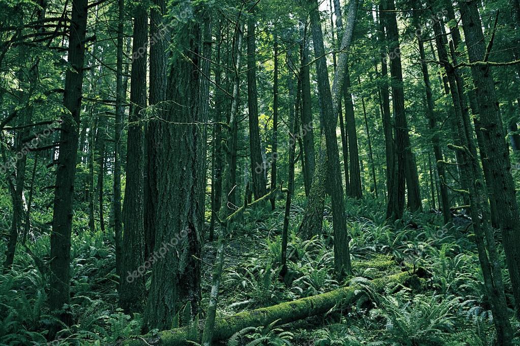 depositphotos_17158657-stock-photo-rainforest-of-washington.jpg