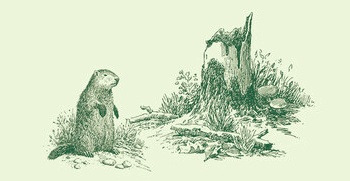 숲은 어떻게 만들어지는가 뒷표지1.jpg