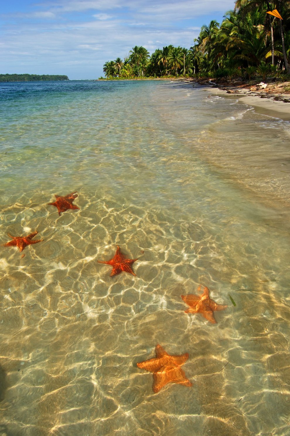 star_fish_beach.jpg