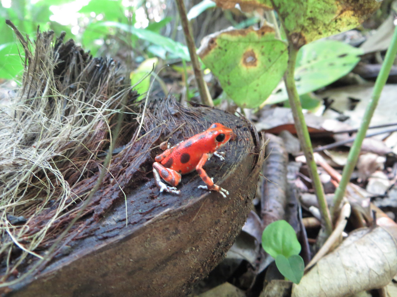red-frog.jpg