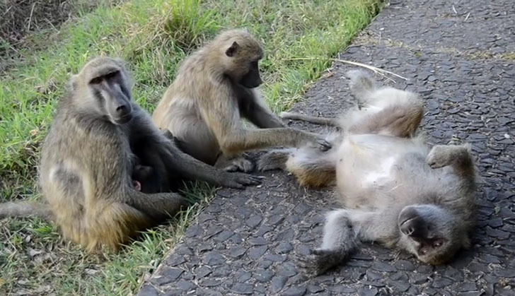 Baboons09.50.16.jpg