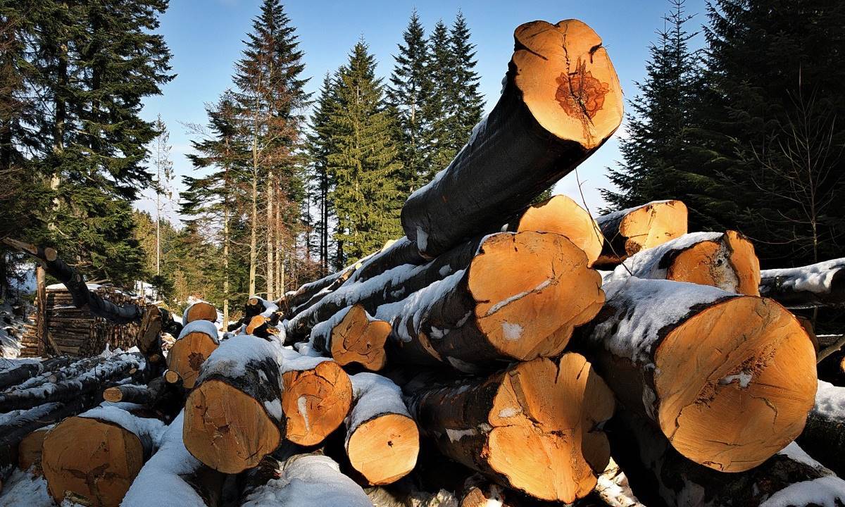wood_mountains_beeches_fuel_bale_tree_felling_beskids-1184292.jpg