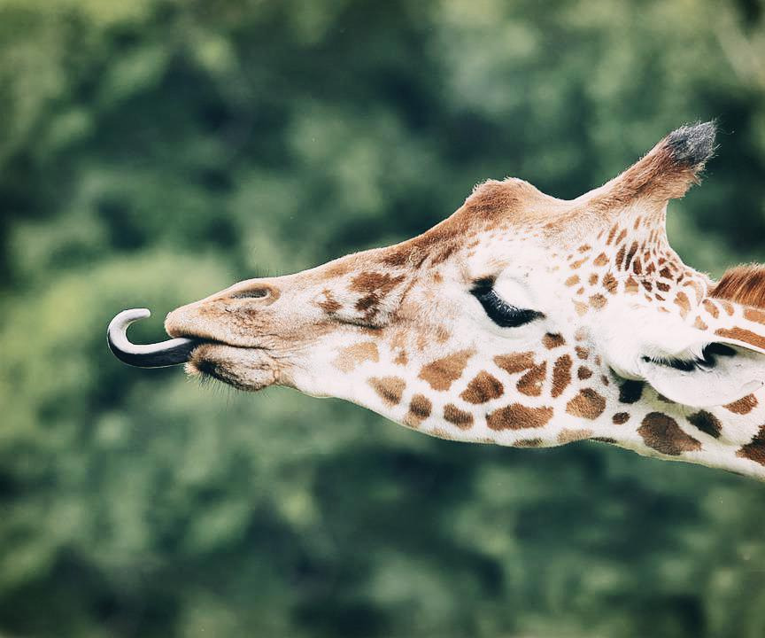 giraffe-5360753_960_720.jpg