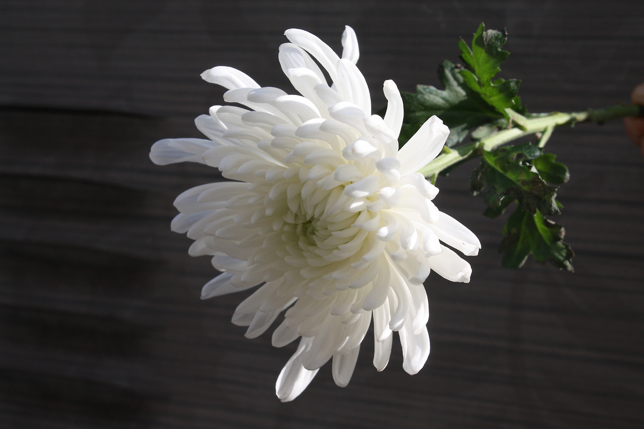 plant-white-flower-petal-flora-chrysanthemum-521402-pxhere.com.jpg