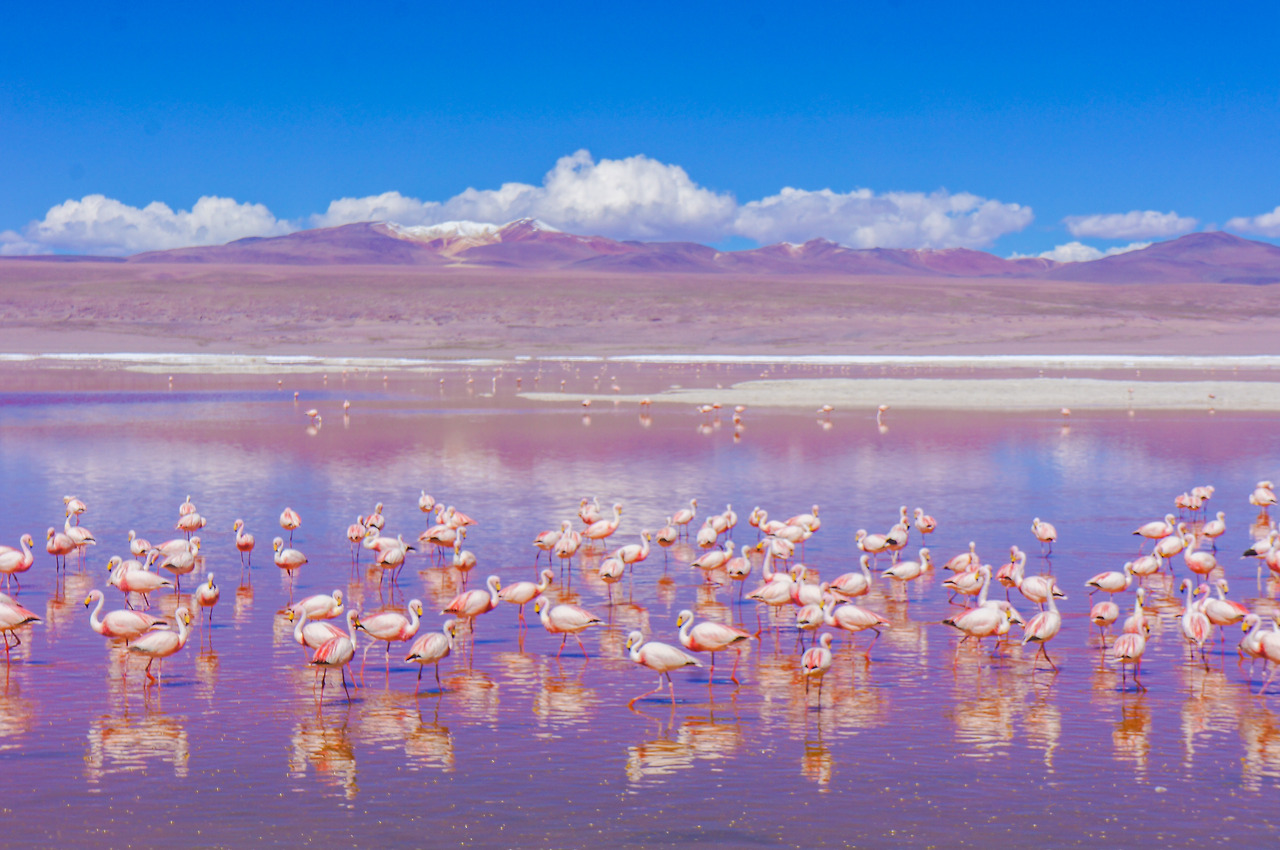 4 라구나 콜로라다 (1).jpg