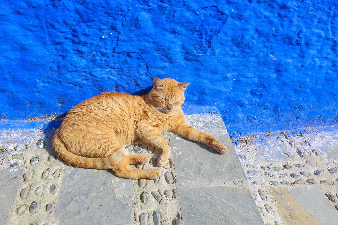 셰프샤우엔 메디나 (17).jpg