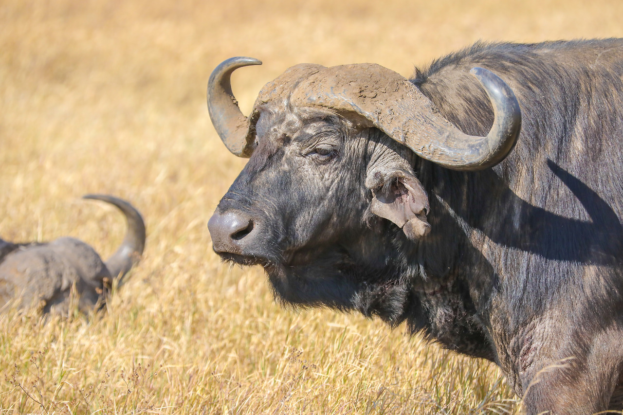 세렝게티 (28).jpg