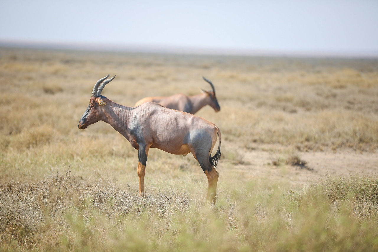 세렝게티 (6).jpg