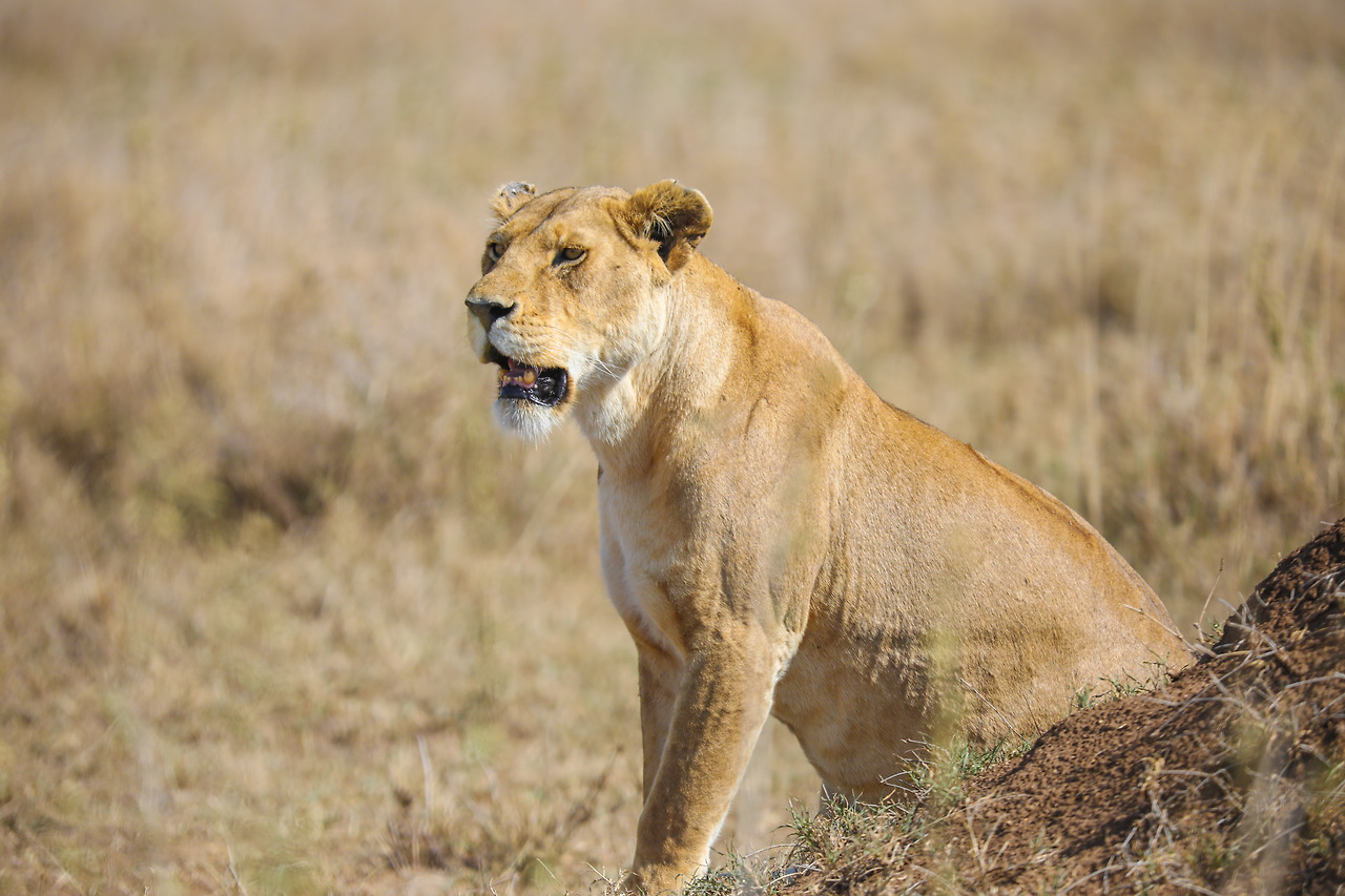 세렝게티 (24).jpg