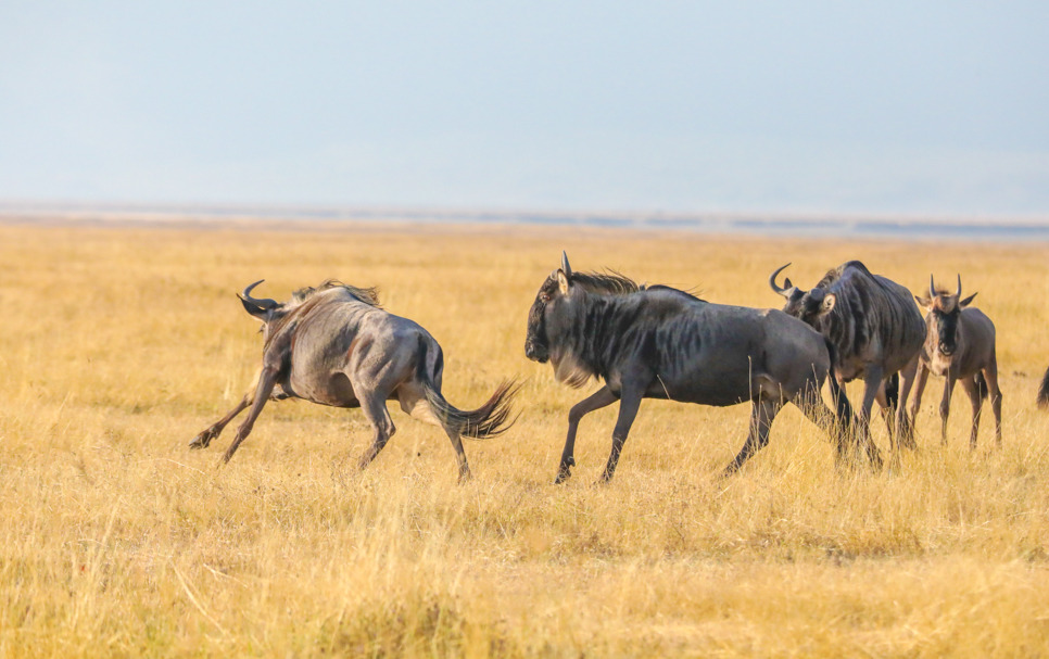 응고롱고로 (14).jpg